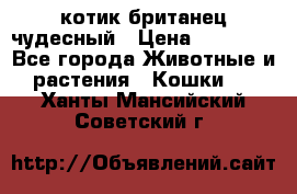 котик британец чудесный › Цена ­ 12 000 - Все города Животные и растения » Кошки   . Ханты-Мансийский,Советский г.